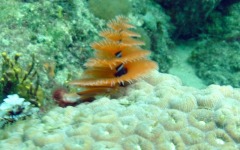 2011-August-Local-Dive-08