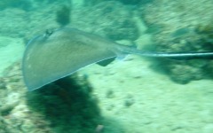2011-August-Local-Dive-09