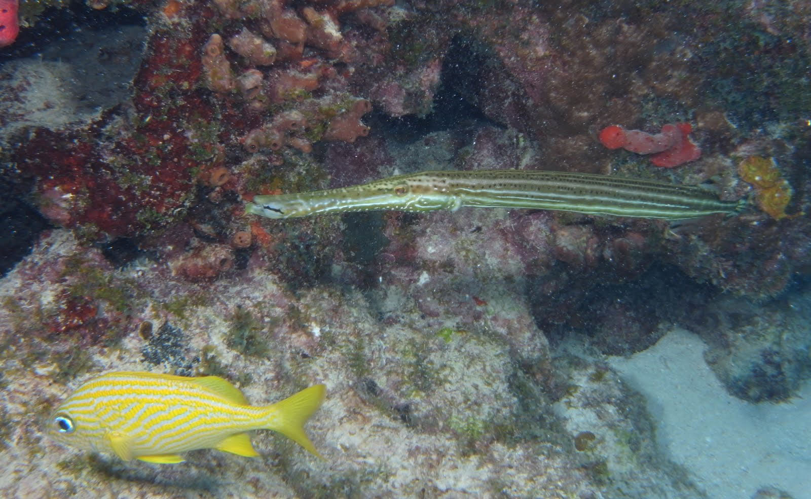 Molasses Reef, North End July 30, 2011