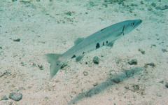 Molasses Reef, Eagleray Alley July 30, 2011