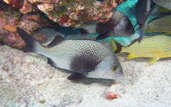Molasses Reef, Eagleray Alley July 30, 2011