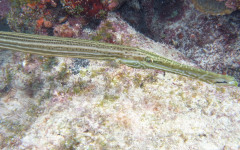 Molasses Reef, Eagleray Alley July 30, 2011