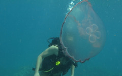 Molasses Reef, Eagleray Alley July 30, 2011