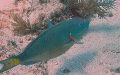 Molasses Reef, Eagleray Alley July 30, 2011