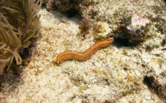 2011-Key-Largo-96