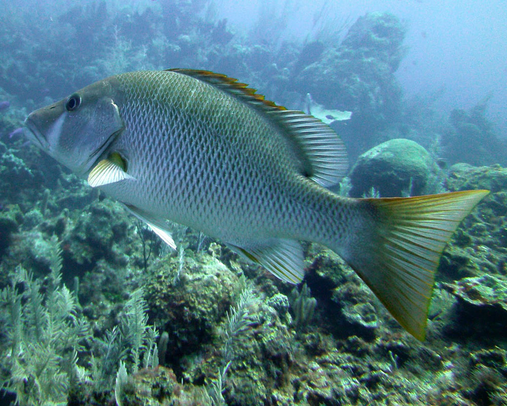 2012-Grand-Cayman-65