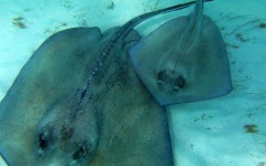 2012-Grand-Cayman-111