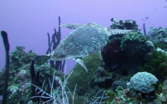 2012-Grand-Cayman-160