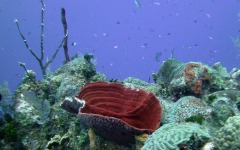 2012-Grand-Cayman-166