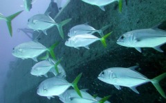 2012-Grand-Cayman-184