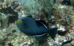 2012-Grand-Cayman-86