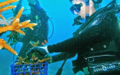 building-dive-bar-reef-003