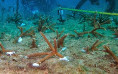building-dive-bar-reef-012