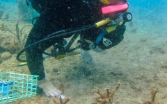 building-dive-bar-reef-016