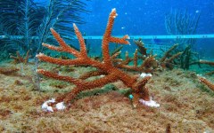 building-dive-bar-reef-022