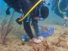 Building DiveBar Reef