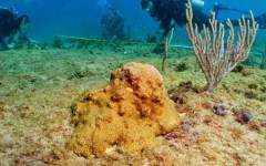 building-dive-bar-reef-038