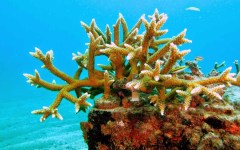 building-dive-bar-reef-104