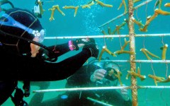 building-dive-bar-reef-113