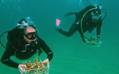 building-dive-bar-reef-126