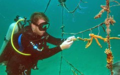 building-dive-bar-reef-136