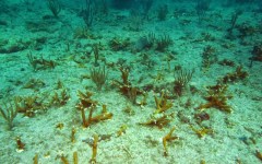 building-dive-bar-reef-143