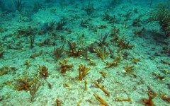 building-dive-bar-reef-144