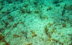 building-dive-bar-reef-145