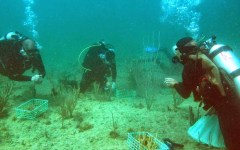 building-dive-bar-reef-146