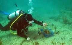 building-dive-bar-reef-151