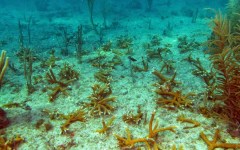 building-dive-bar-reef-159