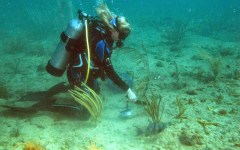 building-dive-bar-reef-161