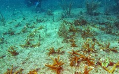 building-dive-bar-reef-162