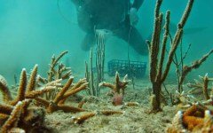 building-dive-bar-reef-177