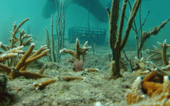 building-dive-bar-reef-178