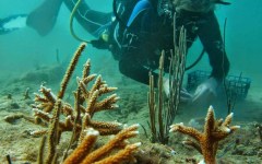building-dive-bar-reef-182