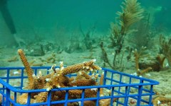 building-dive-bar-reef-185