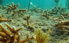 building-dive-bar-reef-191