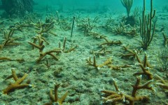 building-dive-bar-reef-193