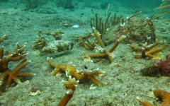 building-dive-bar-reef-194