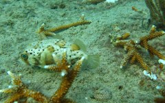 building-dive-bar-reef-198