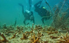 building-dive-bar-reef-202