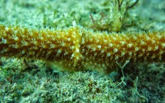 building-dive-bar-reef-203