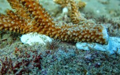 building-dive-bar-reef-206