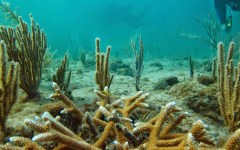 building-dive-bar-reef-207