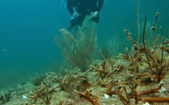 building-dive-bar-reef-210