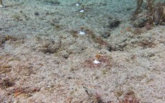 building-dive-bar-reef-212
