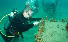 Coral-Grafting-007