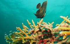 Coral-Grafting-008