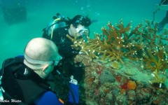 Coral-Grafting-011